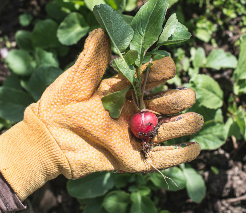 Radish in Hand